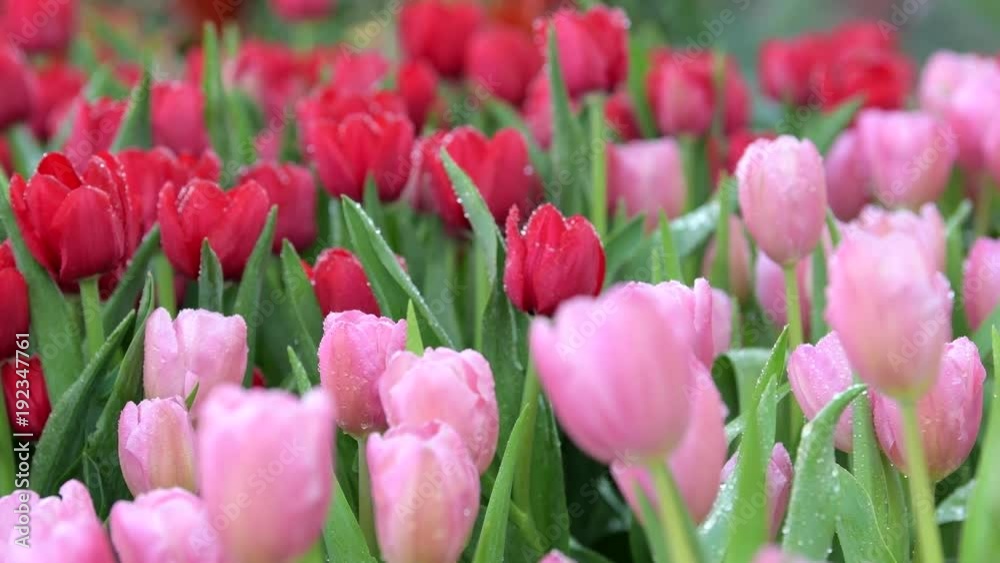 Pulling focus of Tulips flower in flower field. nature backgrounds. Pulling focus of Tulips flower in flower field. nature backgrounds.