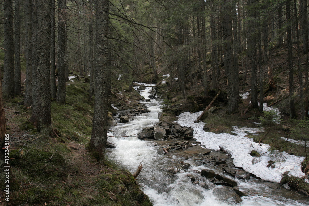 Ascent to the Goverla mountain in the Carpathians. Snow in the forest between the mountain trees in the background of the mountains Ascent to the Goverla mountain in the Carpathians. Snow in the forest between the mountain trees in the background of the mountains