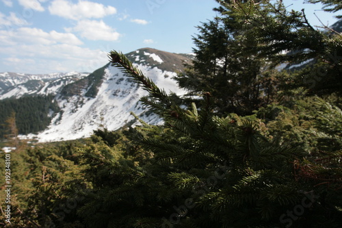 Ascent to the Goverla mountain in the Carpathians. Snow in the forest between the mountain trees in the background of the mountains