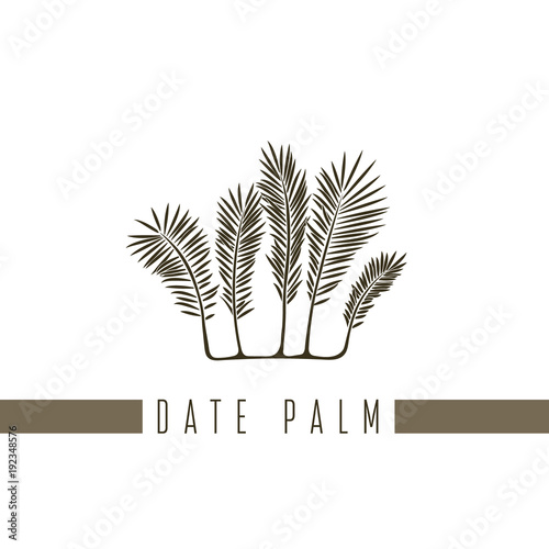 Vector illustration of a series of pictures with different flowers. The date palm is depicted in a flat style.