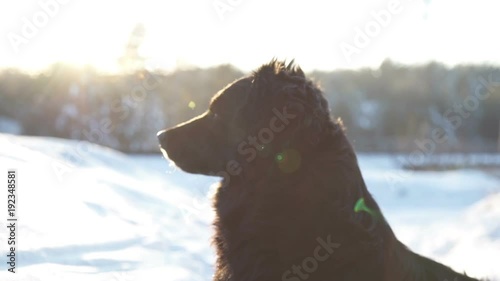 A dog looks at the camera at sunset in winter photo