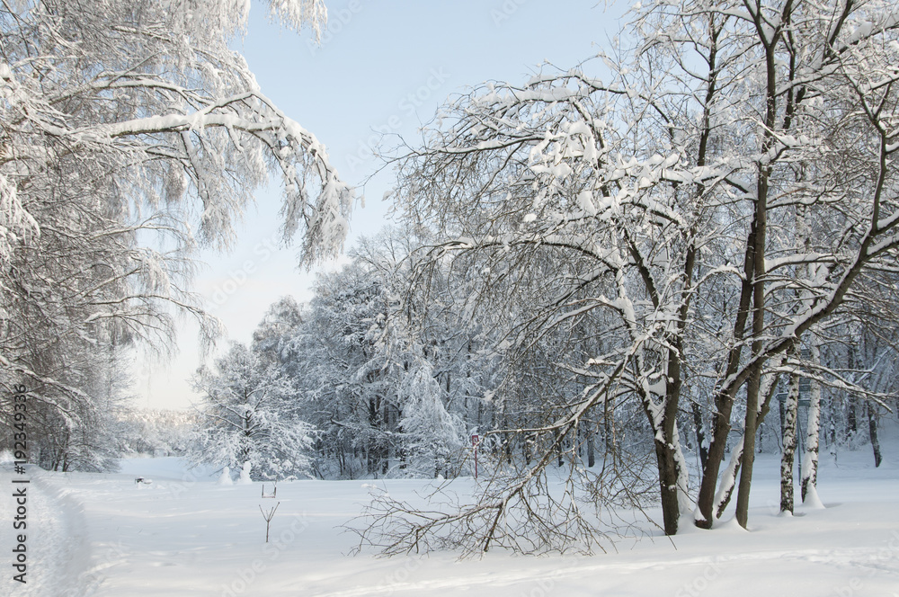 Fototapeta premium Winter landscape with a pond
