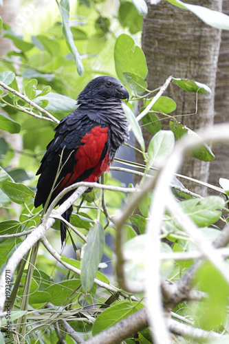 Pesquet's parrot (Psittrichas fulgidus) also known as the vulturine parrot photo