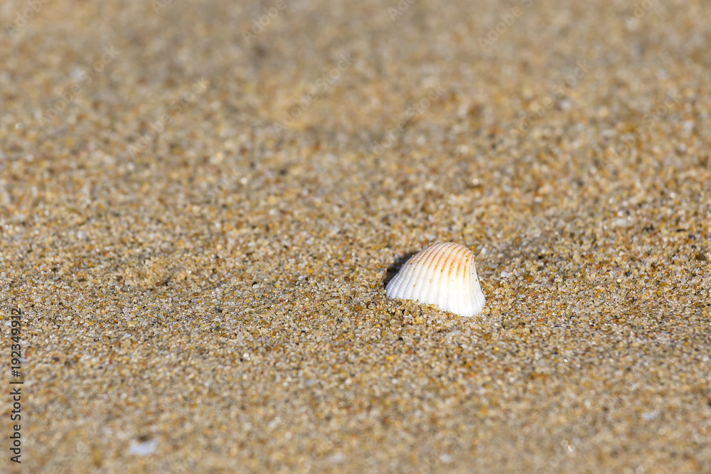 single shell on the Thiruvalluvar Nagar Beach, Chennai, Tamil Nadu, India single shell on the Thiruvalluvar Nagar Beach, Chennai, Tamil Nadu, India