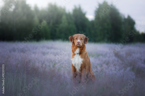 Fototapeta Naklejka Na Ścianę i Meble -  The dog in the field.