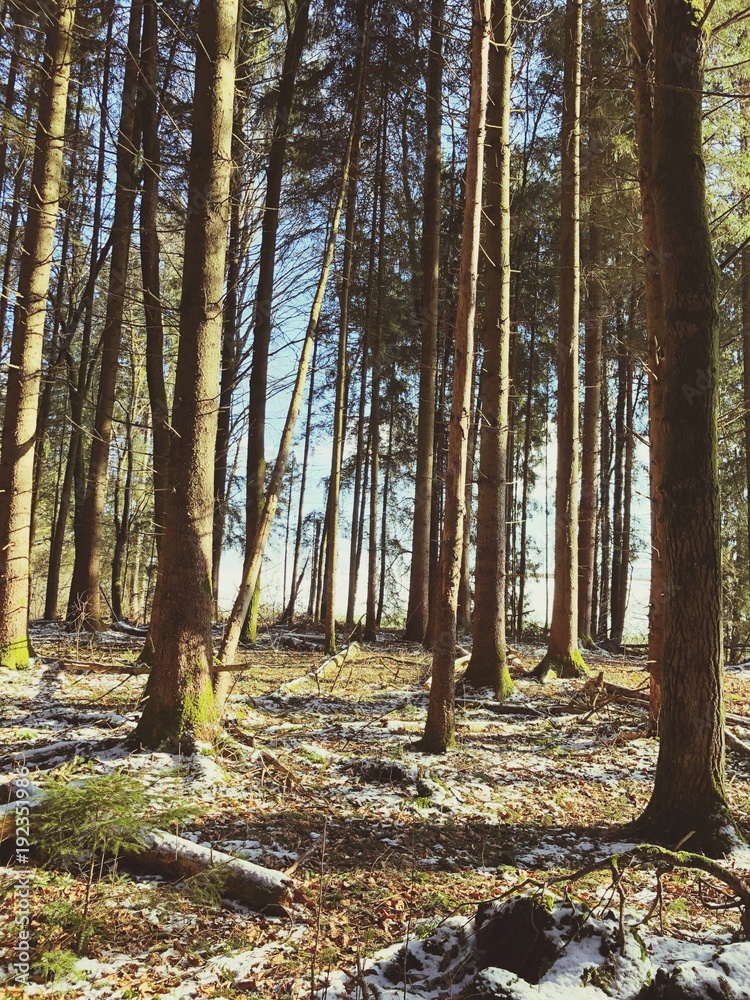 Winter Background Leafs in Forest with Snow Landscpae Winter Background Leafs in Forest with Snow Landscpae