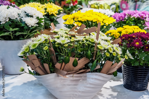 Young plants of white small chrysanthemums in the original plant from natural eco-friendly material .