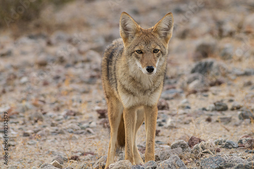 Late afternoon image of a coyote in Death Valley.