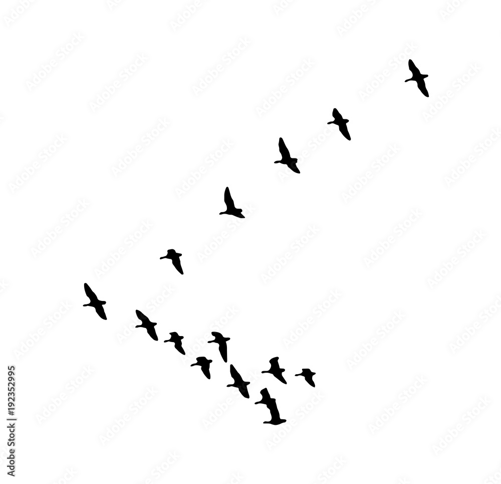 Fototapeta premium Greater white-fronted goose wedge in flight. Vector silhouette a flock of birds