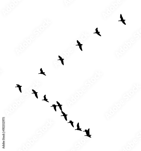 Greater white-fronted goose wedge in flight. Vector silhouette a flock of birds