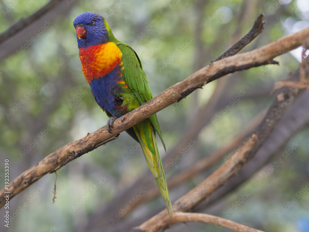 close up exotic colorful red blue green parrot Agapornis lorikeet sitting on the tree branch