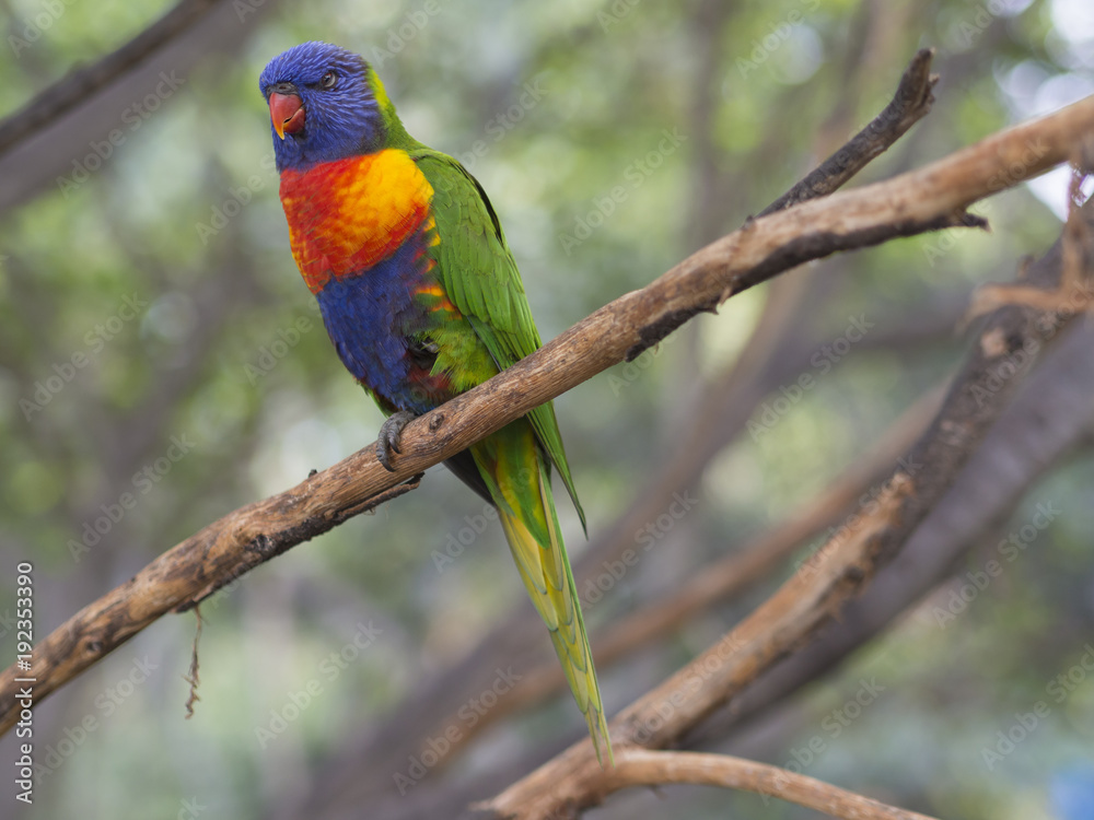 close up exotic colorful red blue green parrot Agapornis lorikeet sitting on the tree branch close up exotic colorful red blue green parrot Agapornis lorikeet sitting on the tree branch