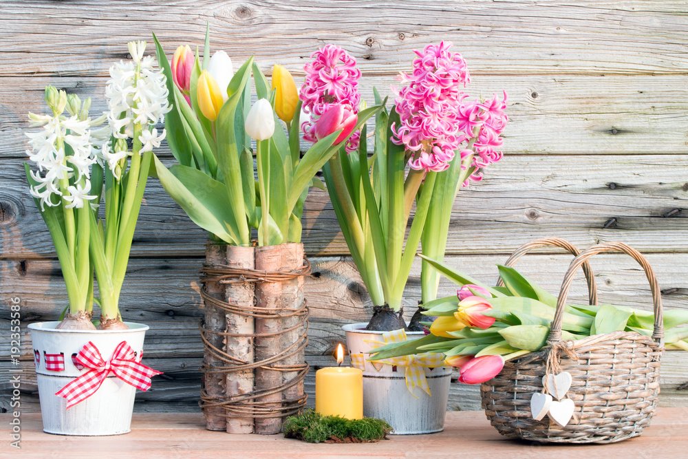 Frühlingserwachen mit duftenden blühenden Hyazinthen und Tulpen rustikal vor Holzhintergrund