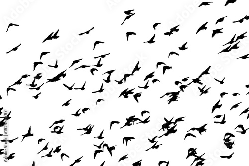 Bohemian waxwing (Bombycilla garrulus) in flight. Vector silhouette a flock of birds