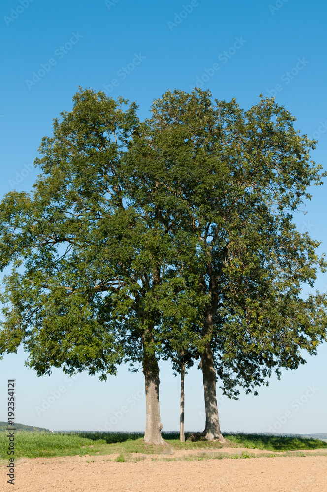 Eschen Eschen