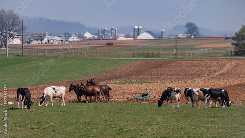 Amish Farmer Working and Cows