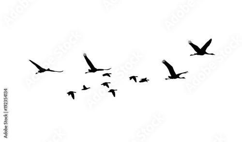 Fotografia, Obraz Common Crane and Greater white-fronted goose in flight silhouettes