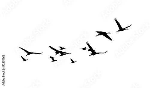 Common Crane and Greater white-fronted goose in flight silhouettes