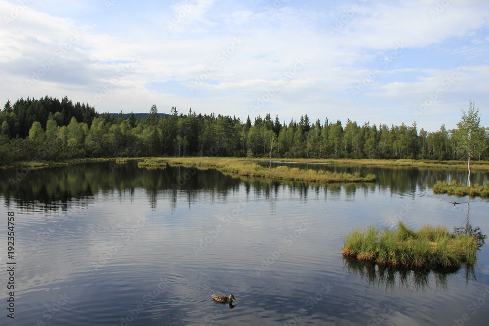 Fototapeta premium Peat bog of Chalupska slat, National Park Sumava, Czech Republic.