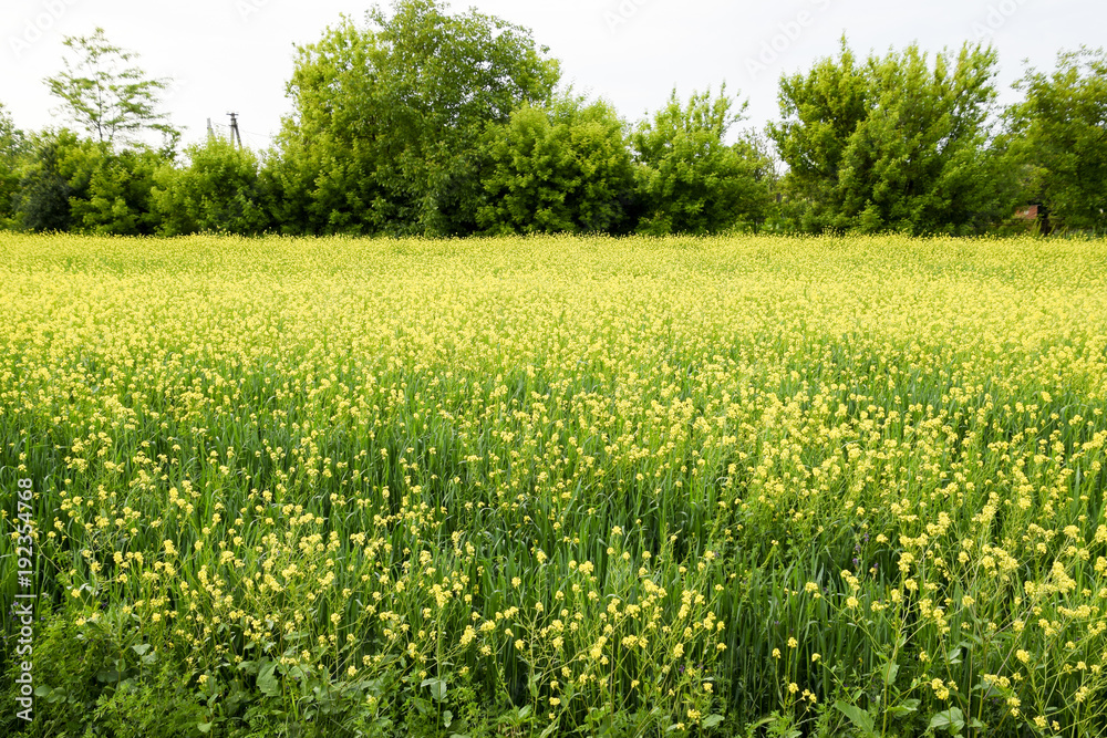 Rapeseed field. Yellow rape flowers, field landscape. Rapeseed field. Yellow rape flowers, field landscape.