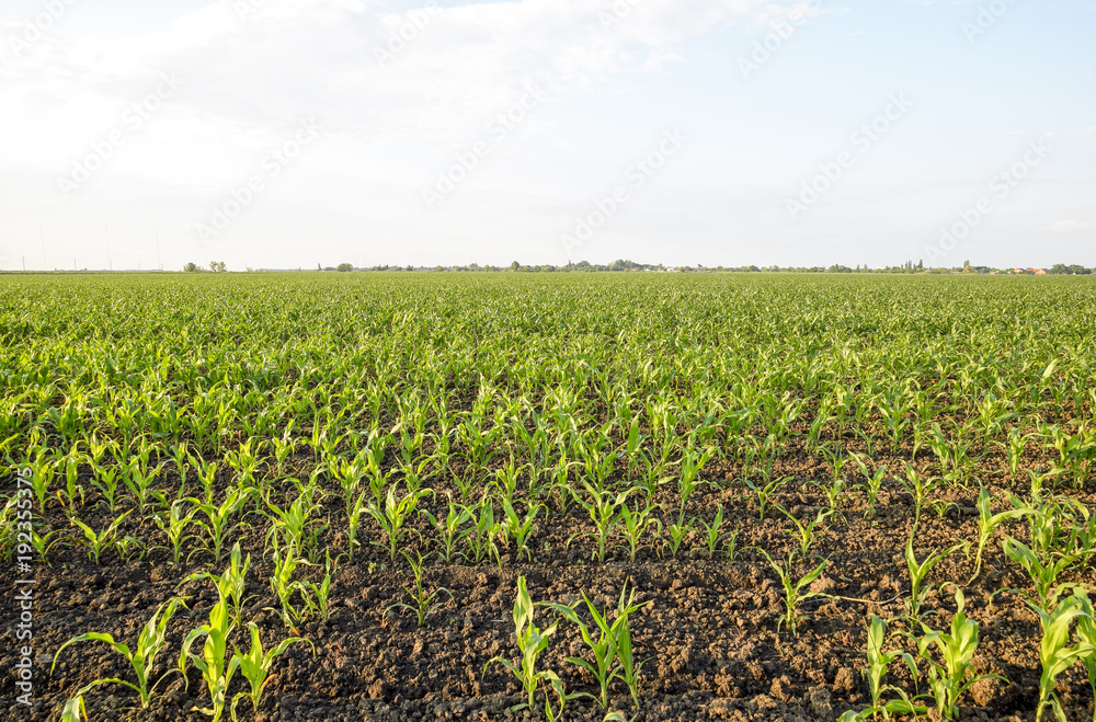 Young green corn on the field. Corn field in the spring. Growing