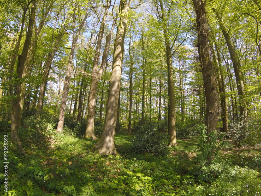 Naklejka premium Las