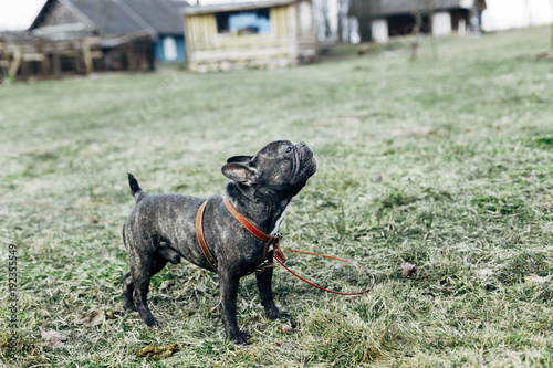 French Bulldog for a walk.