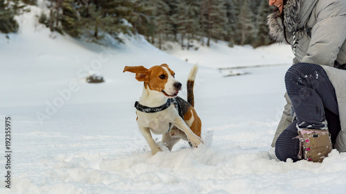 Beagle dog running on the snow and having fun with girl