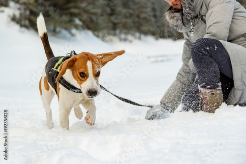 Fototapeta Naklejka Na Ścianę i Meble -  Beagle dog running on the snow and having fun with girl
