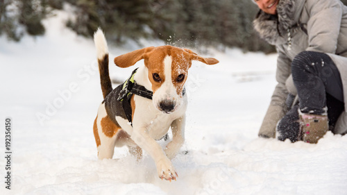 Fototapeta Naklejka Na Ścianę i Meble -  Beagle dog running on the snow and having fun with girl