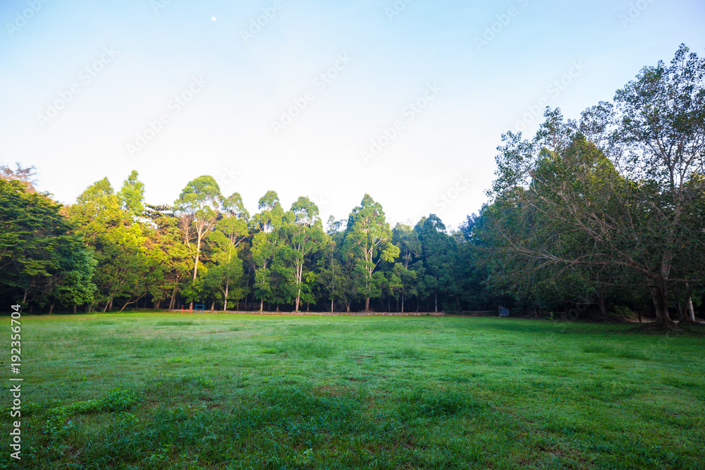 Obraz premium Park green meadow with tree