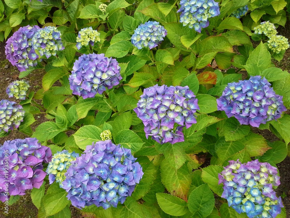 Blue and Purple Hydrangea Flowers with Green Leaves Blue and Purple Hydrangea Flowers with Green Leaves
