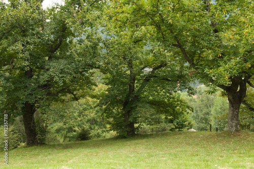 Esskastanienbäume im Köstental bei Aicha