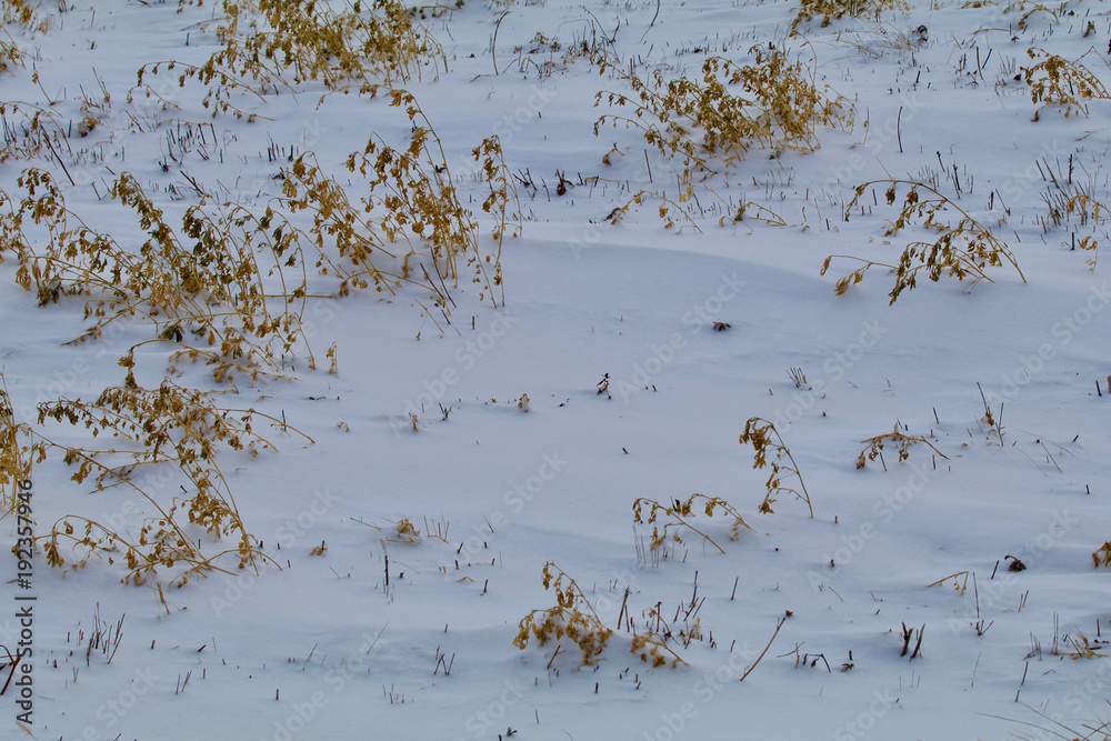 Fototapeta premium After the Prairie Blizzard