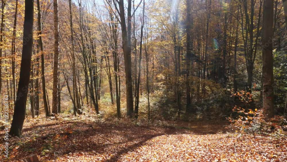 Camera movement in autumn forest and the sun shining through the foliage