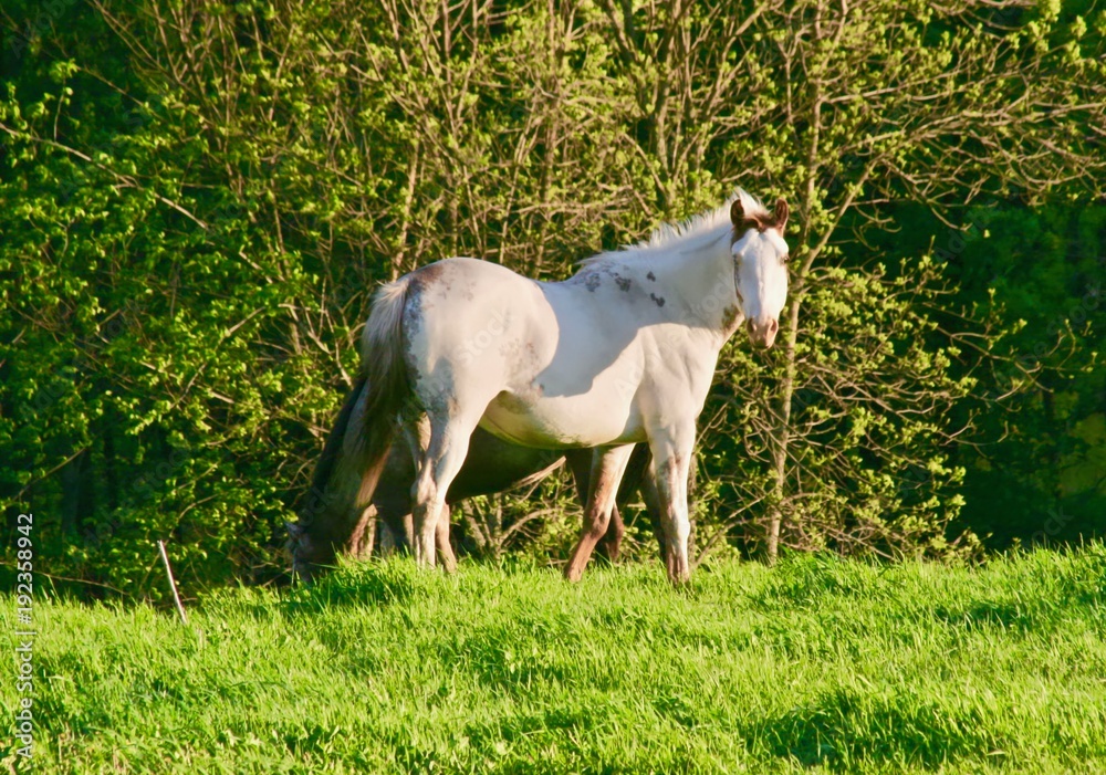 Obraz premium White Appaloosa