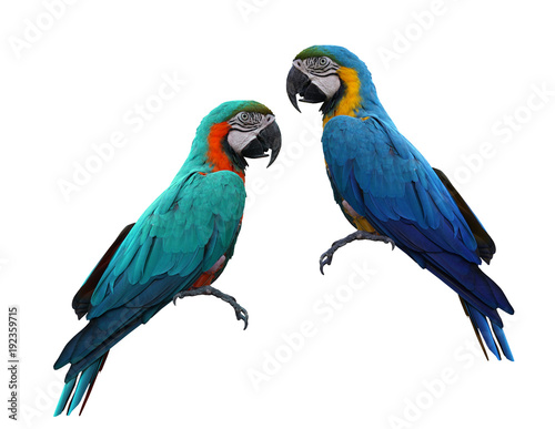 Macaws bird isolated on white background with clipping path.