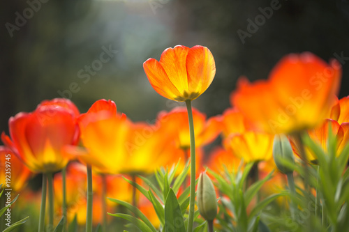 pojedynczy-rozjarzony-tulipan-w-polu