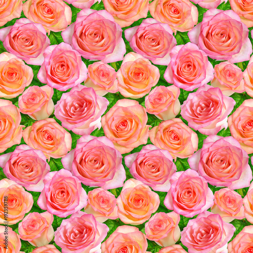Seamless background with Pink roses