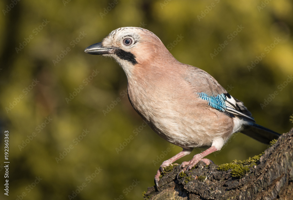 Sójka Stock-Foto | Adobe Stock