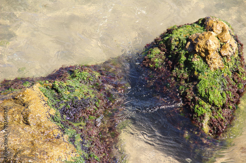 Transparent sea water proceeds between two yellow stones covered with seaweed on the beach Golden Sands. photo