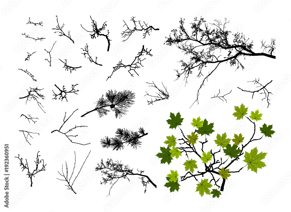 Naklejka premium set of tree branches 
