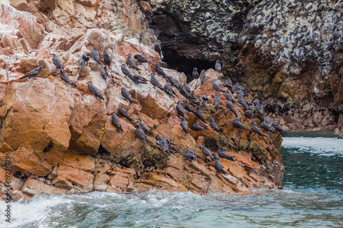Sea birds in the Ballestas Island in the coast of Paracas in Peru