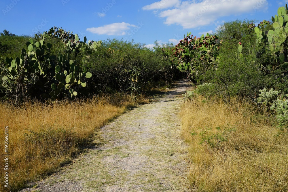 A pathway through dry tropical grove with prickly pear plants A pathway through dry tropical grove with prickly pear plants