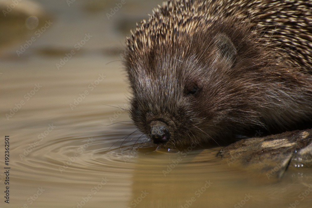 Obraz premium Hedgehog drinking water