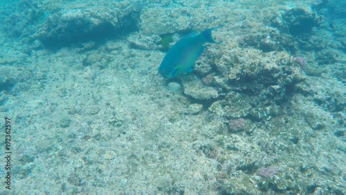 a blunt-headed parrotfish feeding on the great barrier reef at heron island in queensland, australia photo