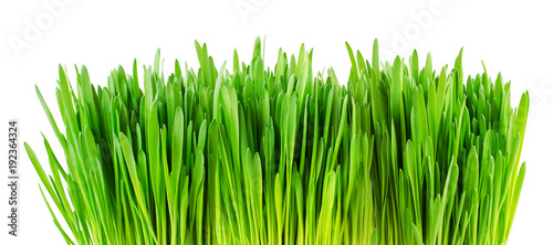 Border with fresh green grass