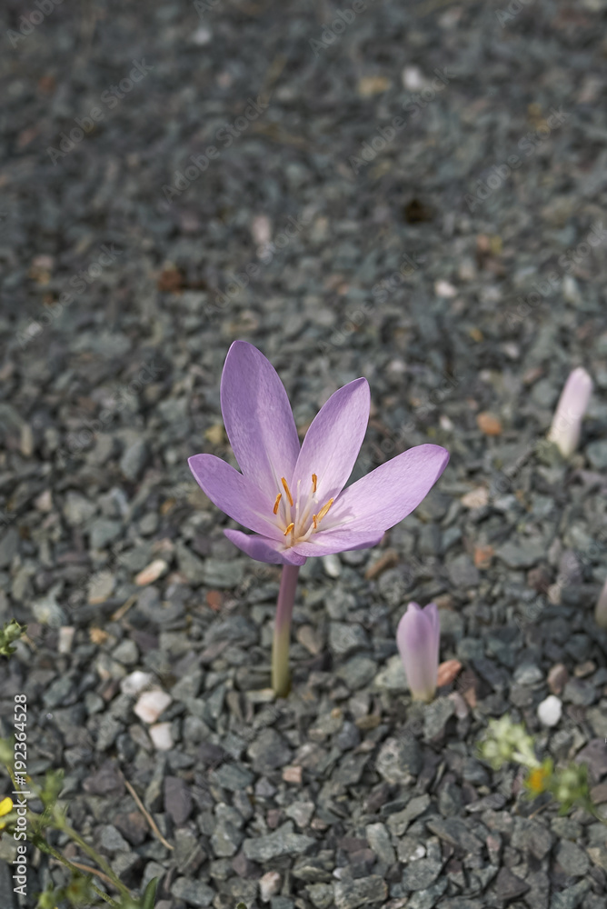 Colchicum Colchicum