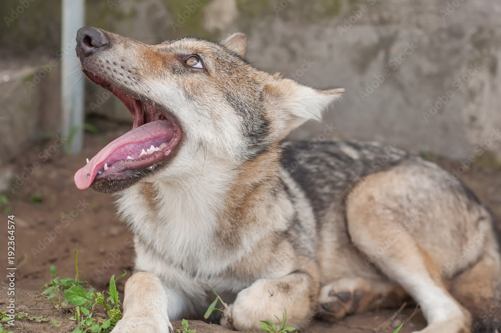 Obraz premium Lazy wolf puppy