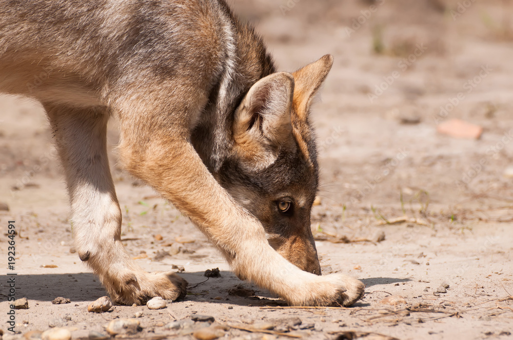 European wolf puppy. European wolf puppy.